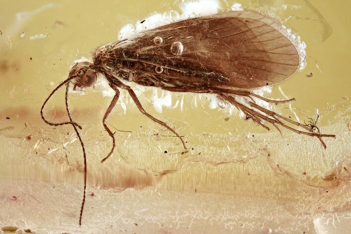 Detailed Fossil Caddisfly (Trichoptera) In Baltic Amber #321718